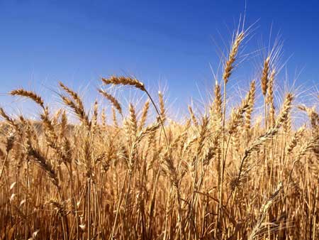 Prova exclusivamente testemunhal não dá concessão de aposentadoria rural por idade à viúva de ex-trabalhador rural