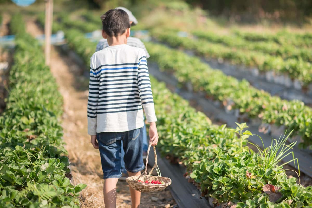 Tema 219 da TNU: Tempo rural antes dos 12 anos é válido. Porém, cuidado!