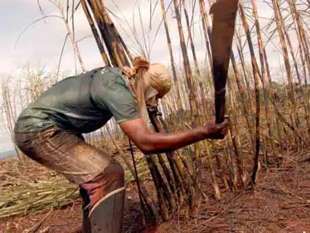 TRF3: Corte de cana-de-açúcar é atividade especial