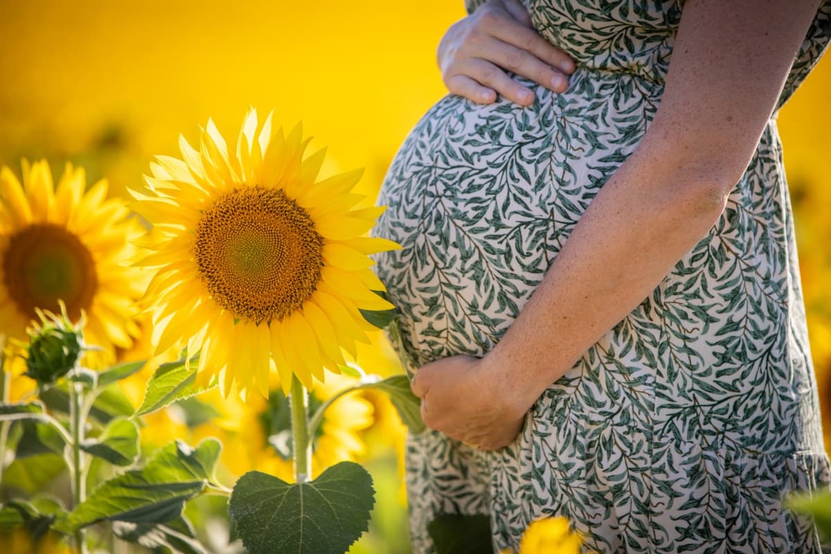 barriga de mulher grávida em destaque em campo de girassois