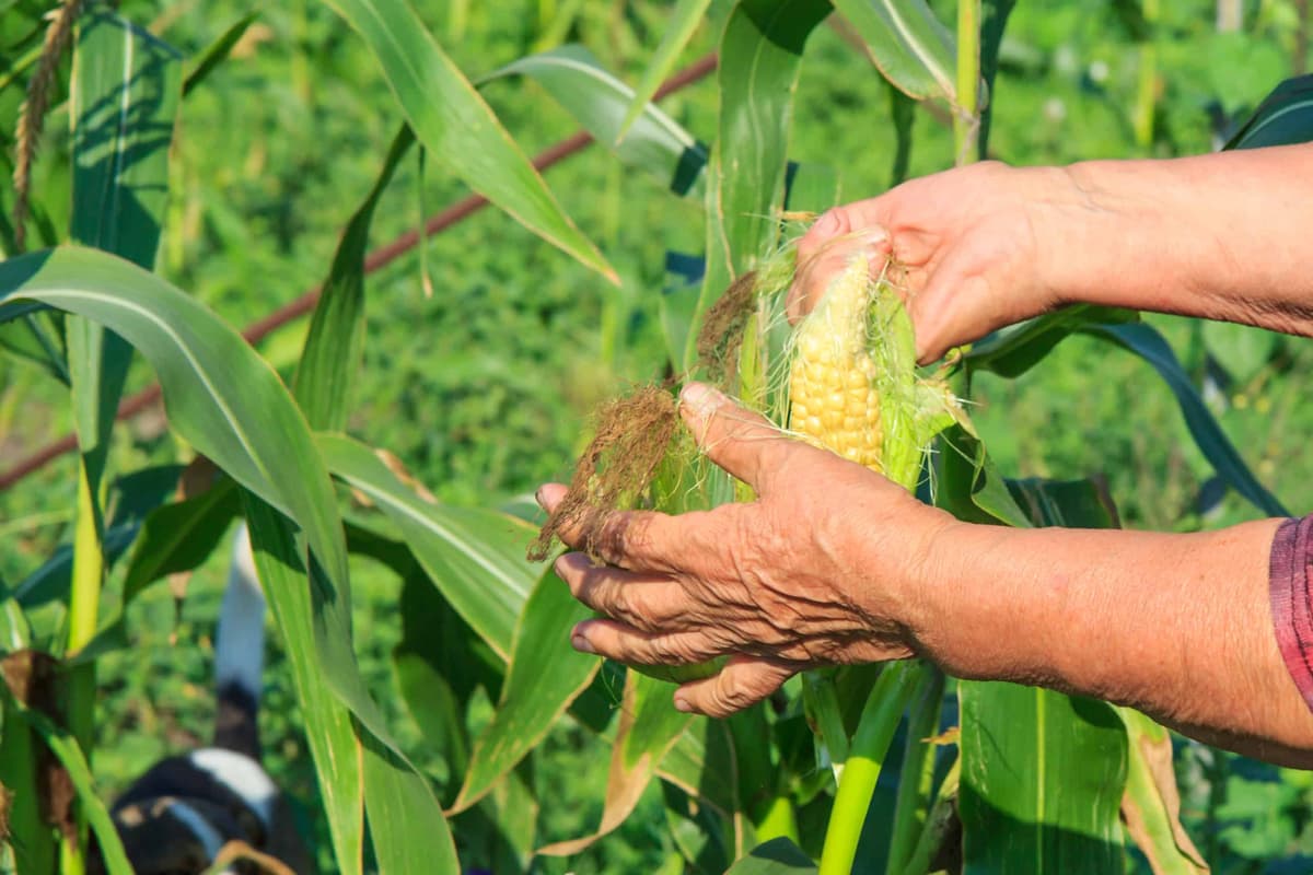 TRF1 nega aposentadoria rural a segurada por falta de provas materiais
